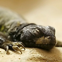 Insekten & Reptilien