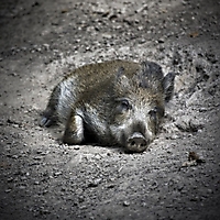 Säugetiere