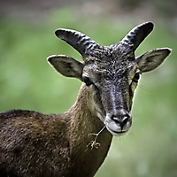 Säugetiere