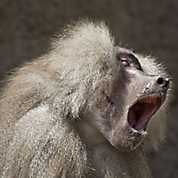 Säugetiere