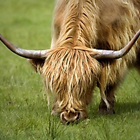 Säugetiere
