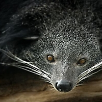 Säugetiere