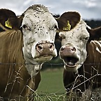 Säugetiere