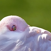 Vögel