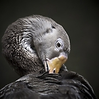 Vögel