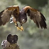 Vögel