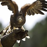 Vögel