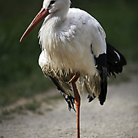 Vögel