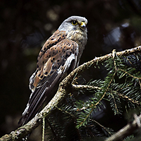 Vögel