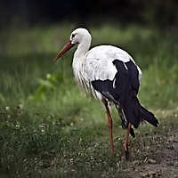Vögel