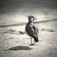 Vögel