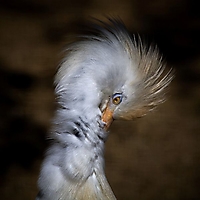 Vögel
