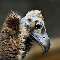 Vögel