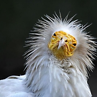 Vögel