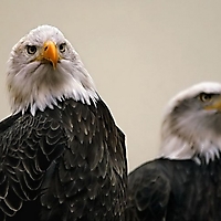 Vögel