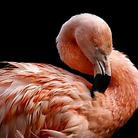 Vögel