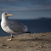 Vögel