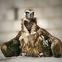 Vögel