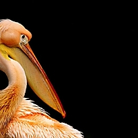 Vögel