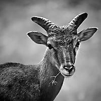 Tiere & Pflanzen monochrom