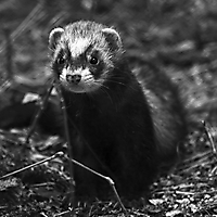 Tiere & Pflanzen monochrom