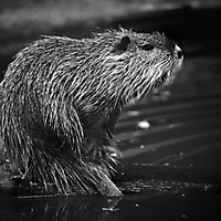Tiere & Pflanzen monochrom