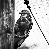 Tiere & Pflanzen monochrom