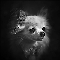 Tiere & Pflanzen monochrom