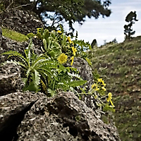 La Palma