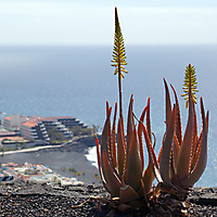 La Palma