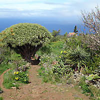 La Palma