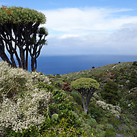 La Palma