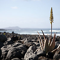 Lanzarote