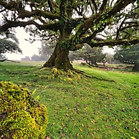 Madeira