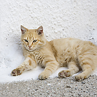 Samos