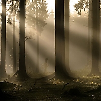 Stimmungen