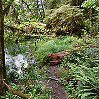 Olympic NP