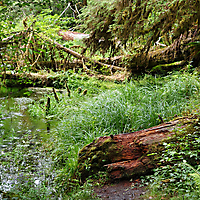 Olympic NP