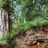 Olympic NP