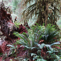 Olympic NP