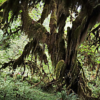 Olympic NP
