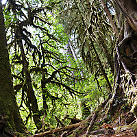 Olympic NP