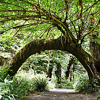 Olympic NP