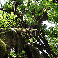 Olympic NP