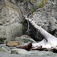 Olympic NP